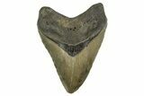 Fossil Megalodon Tooth - North Carolina #328245-1